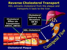 HDL-c In Reverse Cholesterol Transport