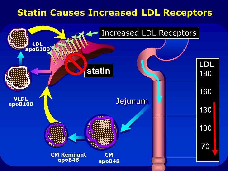 How statins work