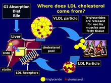 Where does LDL come from-2